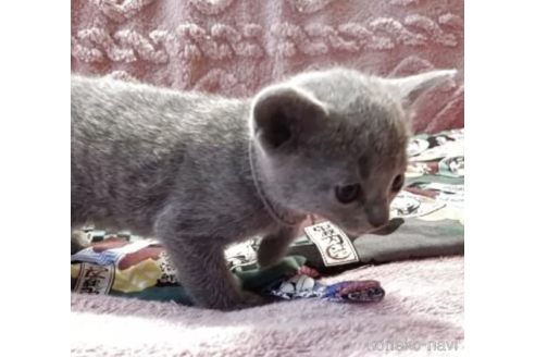 成約済の栃木県のロシアンブルー-115707の2枚目